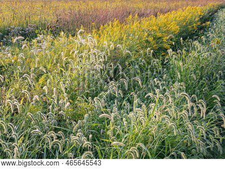 Bands Of Grasses And Other Prairie Plants Like Goldenrod Are Lined Up For This Photograph At Kankake