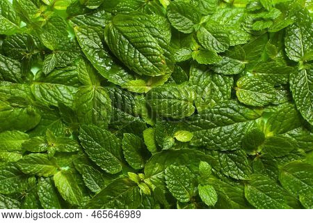 Green Leaves Background, Leaves Pattern, Greenary Of Nature , Branch Of Leaves
