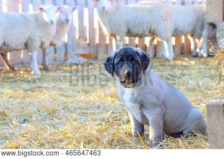 Turkish Kangal Puppy With Sheep. Future Livestock Guardian Dog.