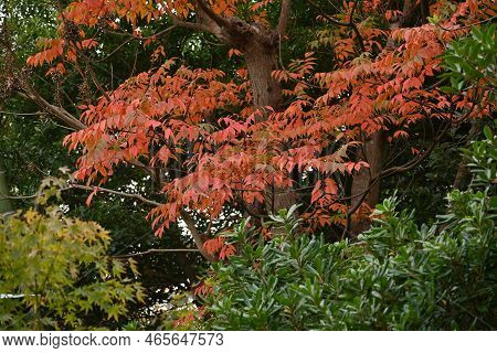 Japan Wax Tree ( Toxicodendron Succedaneum ) Autumn Leaves. Anacardiaceae Dioecious Deciduous Tree. 