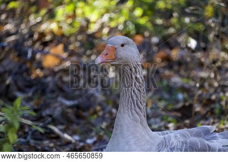 The American Buff Goose Is A Breed Of Domestic Goose Native To The United States