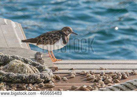 Adult Arenaria Interpes Bird Perched On Floating Dock In Summer With Sunlight