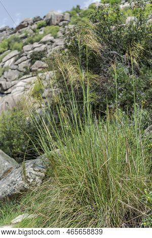 Giant Feather Grass, Stipa Gigantea. Photo Taken In Guadarrama Mountains, La Pedriza, Madrid, Spain