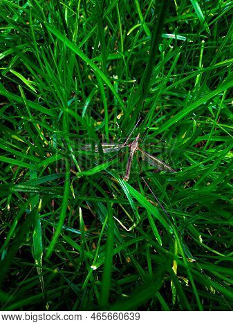 Harmful Weevil Sits In The Grass. Photo