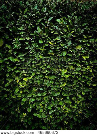 Dark Leaves Background, Photography. Saturated Color. Photo