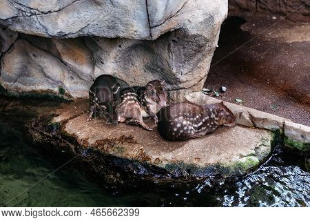 Cuniculus Paca - A Mammalian Animal Belonging To The Order Rodents.