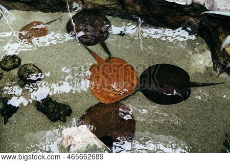 Eye - Tailed Stingray, River Stingray, Lat. Potamotrygon Motoro.