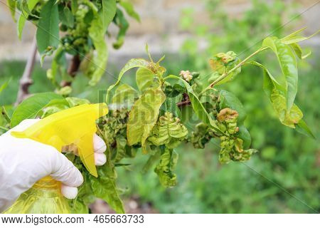 Peach Leaves Are Affected By Fungus Curly Peach Leaves.  Spraying The Garden From Diseases And Pests