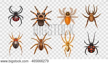 Realistic Spiders Transparent Icon Set With Different Types Of Spiders Harmless And Toxic Vector Ill