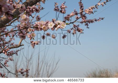 살구 꽃의 꽃