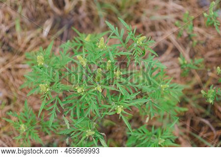Ambrosia Artemisiifolia Dangerous Allergenic Plant Which Causing Strong Allergy Summer And Autumn. R