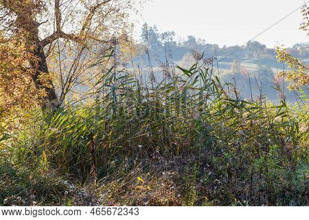 Thickets Of Reeds On The Lake Shore On A Blurred Background Of Hilly Opposite Bank In Autumn Sunny M