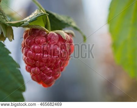 Close-up Of Raspberries On A Bush Branch.