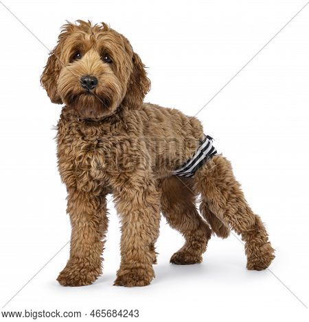 Cute Young Cobberdog Aka Labradoodle Dog Puppy In Heat. Standing Side Ways Wearing Heat Diaper. Look