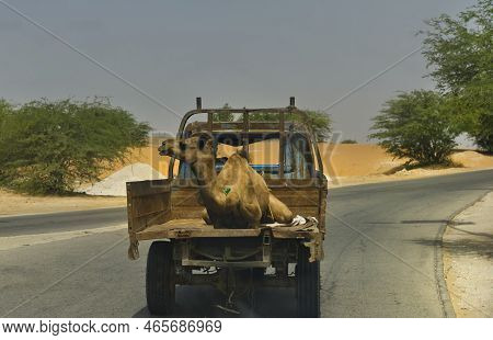 Nouakchott. Mauritania. October 07, 2021. The Capital's Camel Market. A Camel Bought At The Main Mar
