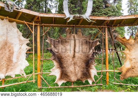 Tanned Animal Hides Stretched On A Rack In An Alaskan Village For Fur Clothing