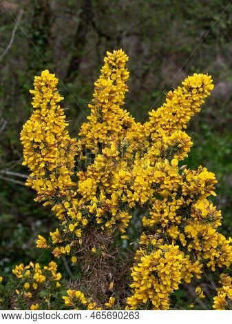A Bush, Inflorescences Of Yellow Flowers, A Plant. Ulex Known As Gorse, Furze, Or Whin, Flowering Pl