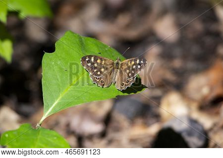 Speckled Wood (pararge Aegeria) Butterfly On A Green Leaf With Bokeh