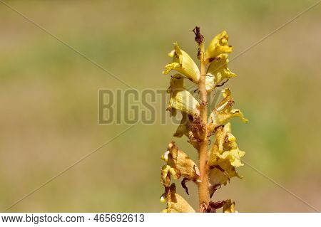 Wild Flowers, Photos Of The Orobanche Plant.