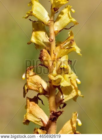Wild Flowers, Photos Of The Orobanche Plant.