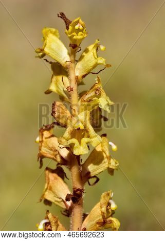 Wild Flowers, Photos Of The Orobanche Plant.