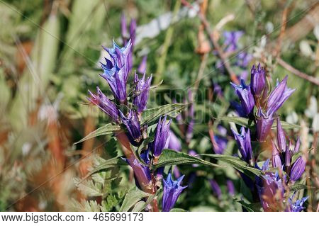Beautiful Gentiana Asclepiadea, The Willow Gentian In The Family Gentianaceae In The Italian Alps.