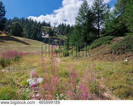 Alpine Pink Flowers Willowherb And A View Of A Valley And A Meadow On A Sunny Summer Day In The Moun