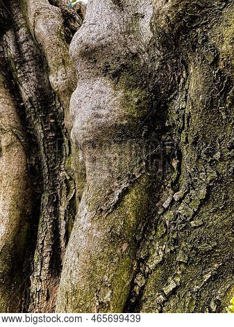 Tree Bark. Close-up. Photo. Brown Color. Old