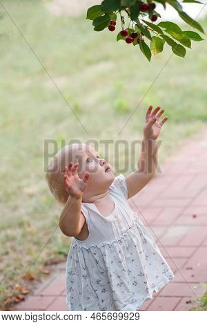 Little Girl Picking Fresh Cherry Berry In Garden Inbasket On Nature From Cherry-tree In The Orchard