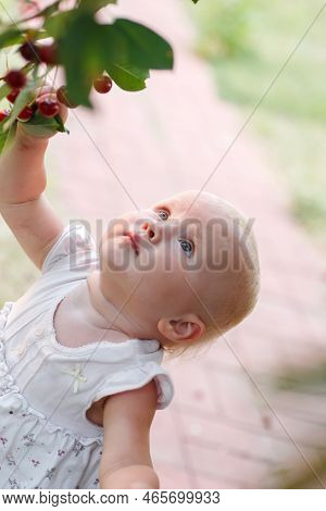 Little Girl Picking Fresh Cherry Berry In Garden Inbasket On Nature From Cherry-tree In The Orchard