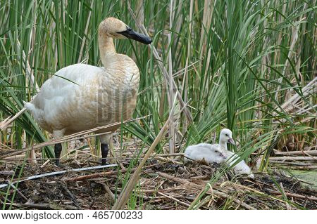 Summer Closeup Of An Adult North American Trumpeter Swan With Two Cygnets On Their Nest In A Wetland