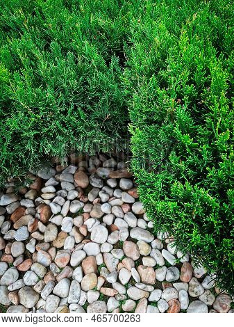 Thuja And Stones. Landscape Design. Photo. Green