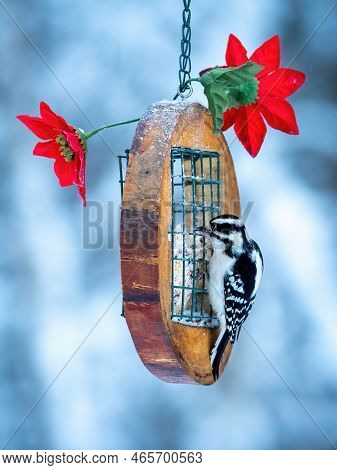 Female (downy) Woodpecker (dryobates Pubescens) Perched On A Bird Feeder With Red Flowers, Eating Su