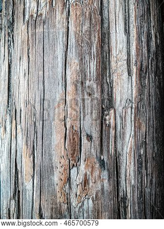 Bonsai Trunk Close Up, Wood Texture. Photo. Old Wood