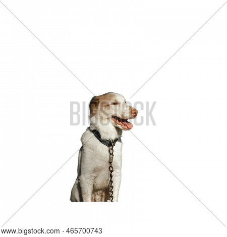 Aidi Dogs Are Rarely Seen In Other Countries Outside Of Their Country Of Morocco.