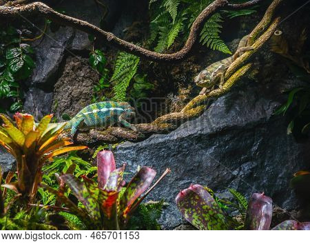 Two Chamelions Painted In Different Colors Are Sitting On A Vine In A Tropical Forest