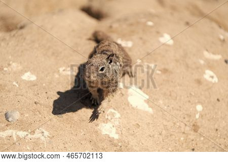 Ground Squirrel Rodent Or Gopher With Cute Face Outdoor, Wild Animal