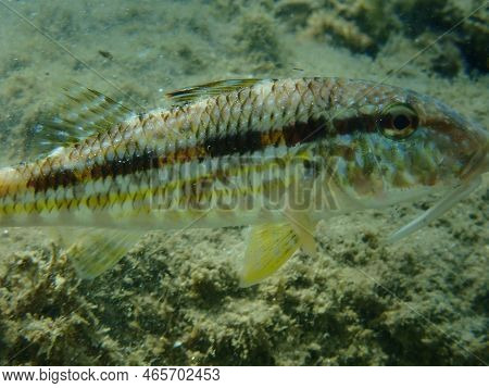 Striped Red Mullet Or Surmullet (mullus Surmuletus) Close-up Undersea, Aegean Sea, Greece, Halkidiki