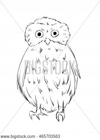 Southern Boobook Owl Bird In Line Art Illustration