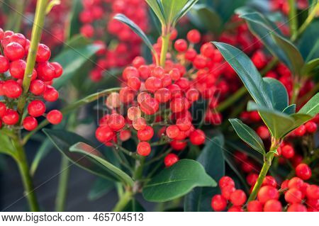 Red Berries Of Winter Blossoming Garden Plant, Evergreen Skimmia Japonica  Ornamental Plant