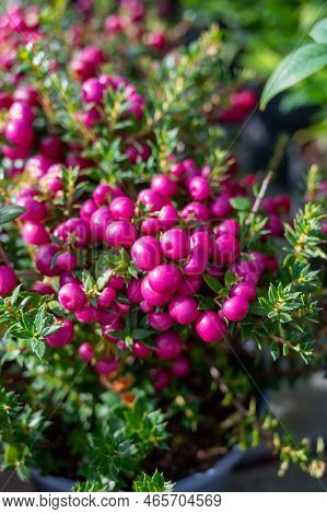 Beautiful Garden Plant For Winter With Red Or Pink Berries Gaultheria Teaberry Plant