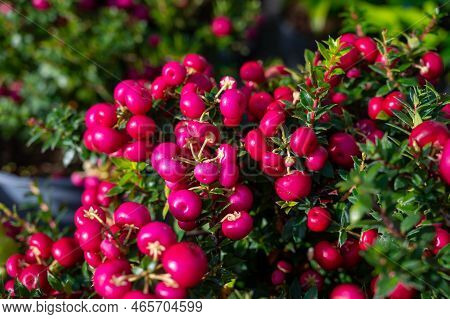Beautiful Garden Plant For Winter With Red Or Pink Berries Gaultheria Teaberry Plant