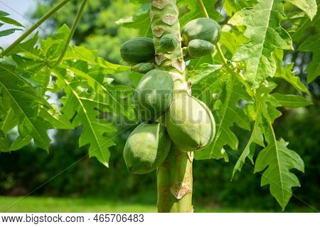 Papaya Fruit On Papaya Tree In Farm. Organic Green Papaya On Tree.