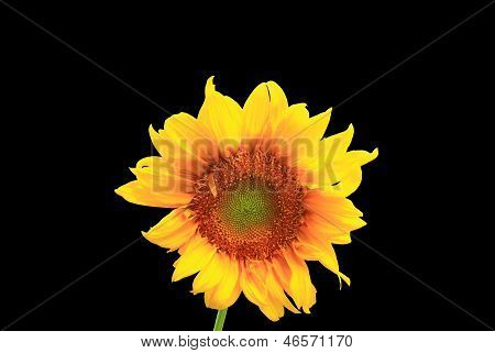 Girasole su sfondo nero