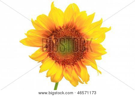 Girasole su sfondo bianco.