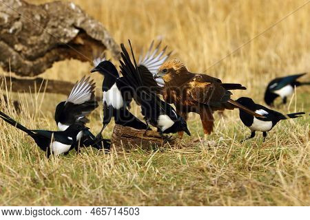 The Western Marsh Harrier (circus Aeruginosus) Also Known As The Eurasian Marsh Harrier, Defends Its