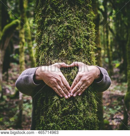One Man Hugging A Green Tree Trunk Doing Heart Gesture With Hands. People And Love Respect For Natur