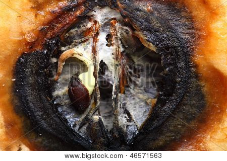 Closeup çürük elma yarım. Yemek atıkları.