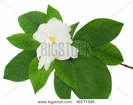 Gardenia (gardenia Jasminoides) fiore isolato su sfondo bianco.