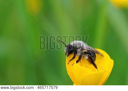 Closeup Of Female Grey-backed Mining Bee , Andrena Vaga, Resting On A Meadow Buttercup Flower Agains
